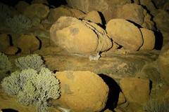 Pronolagus randensis