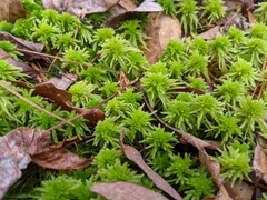 Sphagnum recurvum