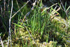 Olsynium douglasii