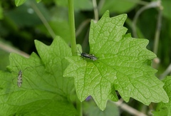 Macrophya albicincta