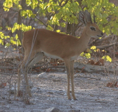 Raphicerus campestris steinhardti