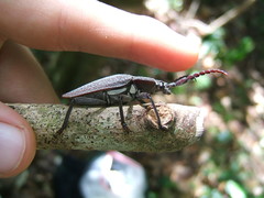 Solenoptera luciae