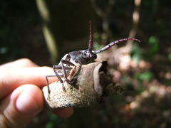 Solenoptera luciae
