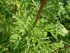 Selinum alatum