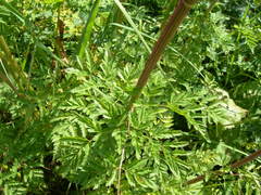 Selinum alatum