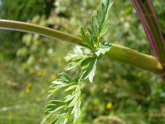 Selinum alatum