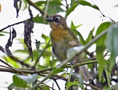 Chlorospingus flavopectus albifrons
