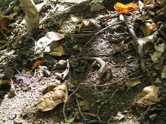 Cnemidophorus vanzoi