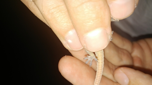 Indo-Pacific House Gecko