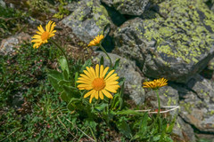 Doronicum clusii