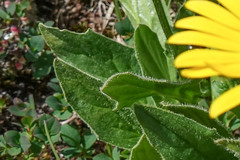 Doronicum clusii