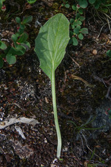 Doronicum clusii