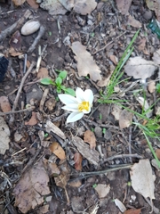 Crocus ochroleucus
