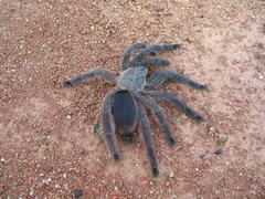 Tapinauchenius polybotes