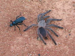 Tapinauchenius polybotes