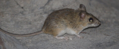 Arvicanthini