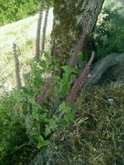 Teucrium hircanicum