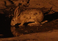 Lepus victoriae