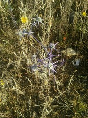 Eryngium caeruleum