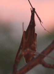 Macronycteris vittatus