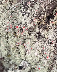 Cladonia ravenelii