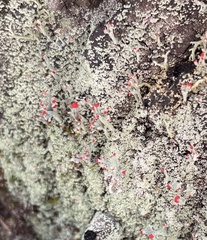 Cladonia ravenelii