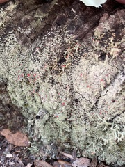 Cladonia ravenelii