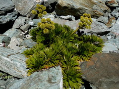 Aciphylla congesta