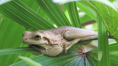 Trachycephalus mesophaeus