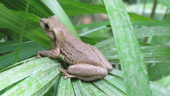 Trachycephalus mesophaeus