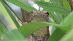 Trachycephalus mesophaeus