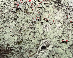 Cladonia ravenelii
