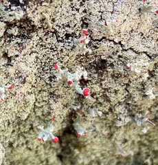 Cladonia ravenelii