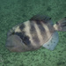 Stone Triggerfish - Photo (c) Stef, some rights reserved (CC BY-NC), uploaded by Stef