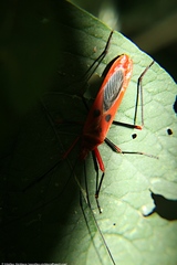 Macrocheraia grandis