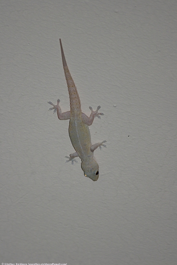 Asian House Gecko from Narayani, Nepal on October 23, 2012 at 08:39 AM ...