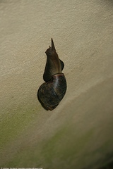 Gastropoda