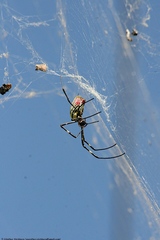 Trichonephila clavata