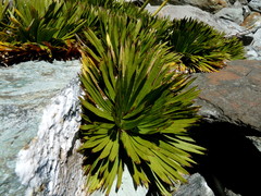 Aciphylla congesta