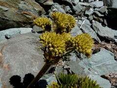 Aciphylla congesta