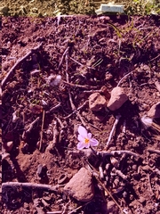 Crocus cancellatus