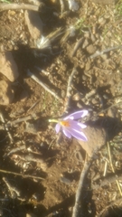 Crocus cancellatus