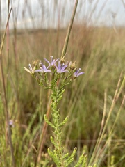 Wahlenbergia huttonii
