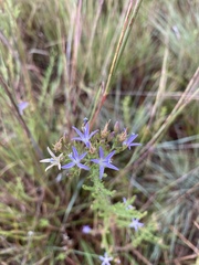 Wahlenbergia huttonii