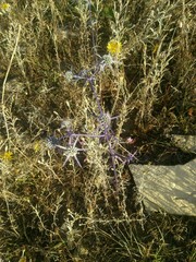 Eryngium caeruleum