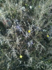 Eryngium caeruleum