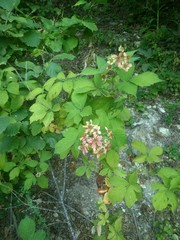 Rubus praecox