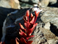 Epilobium porphyrium