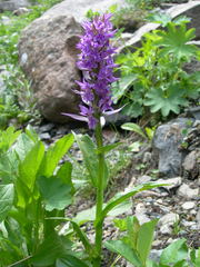 Dactylorhiza euxina