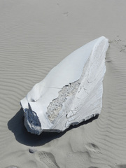 Physeter macrocephalus